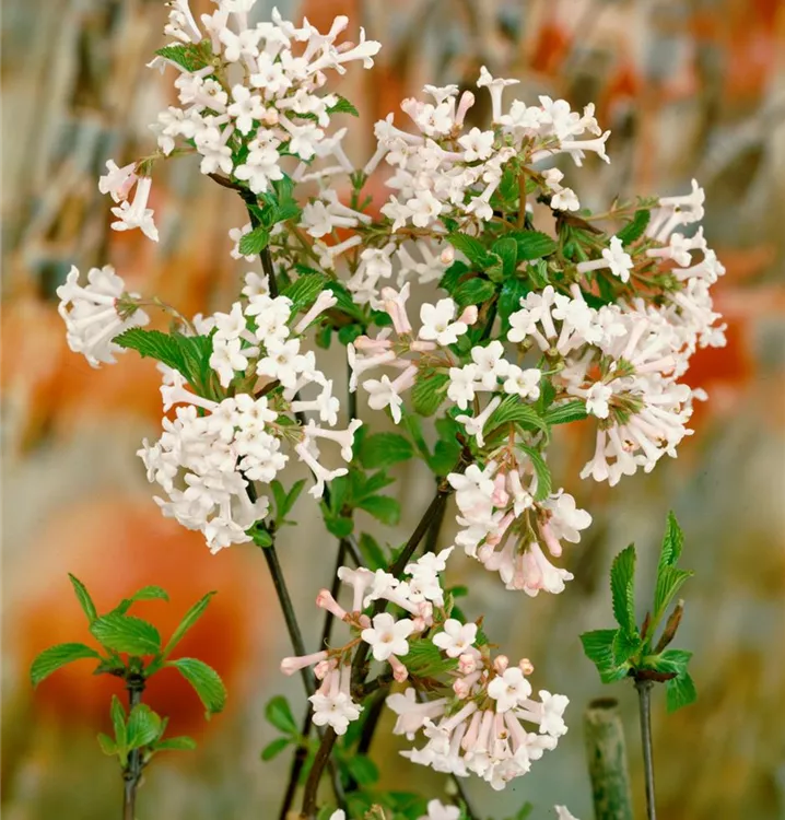 Winterblühende Gehölze