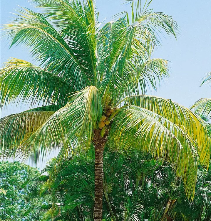 Cocospalme
