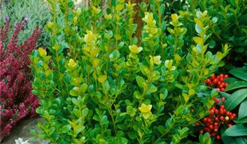 Zum Vergrößern klicken Bildvorschau