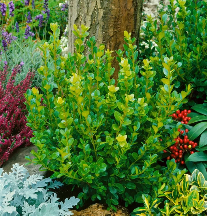 Kleinblättriger Buchsbaum Kleinblättriger Buchsbaum