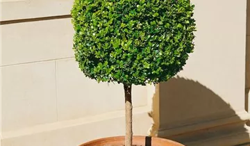 Zum Vergrößern klicken Bildvorschau