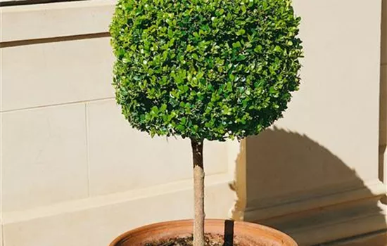 Kleinblättriger Buchsbaum 'Faulkner' Kleinblättriger Buchsbaum 'Faulkner'