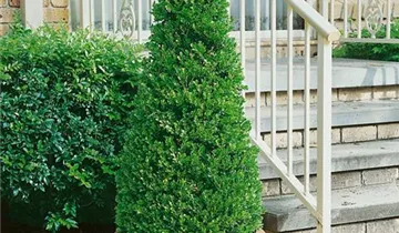 Zum Vergrößern klicken Bildvorschau