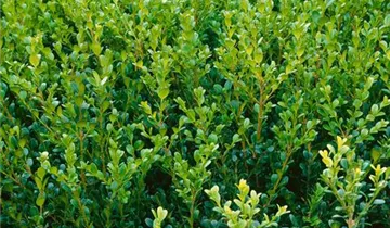 Zum Vergrößern klicken Bildvorschau