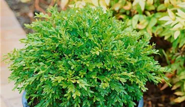 Zum Vergrößern klicken Bildvorschau