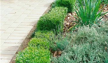 Zum Vergrößern klicken Bildvorschau