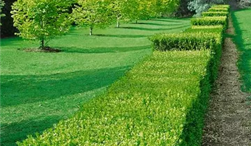 Zum Vergrößern klicken Bildvorschau