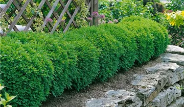 Zum Vergrößern klicken Bildvorschau