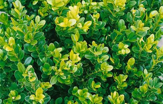 Kleinblättriger Buchsbaum 'Faulkner' Kleinblättriger Buchsbaum 'Faulkner'