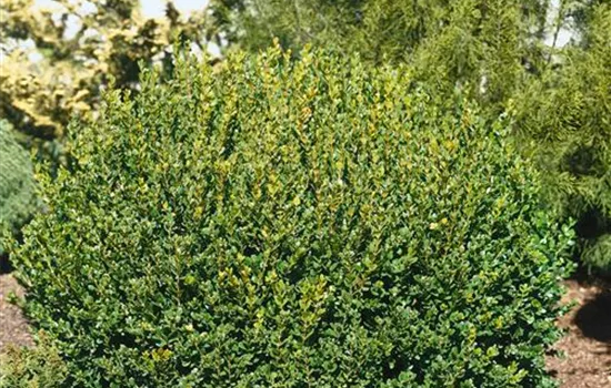 Kleinblättriger Buchsbaum 'Faulkner' Kleinblättriger Buchsbaum 'Faulkner'
