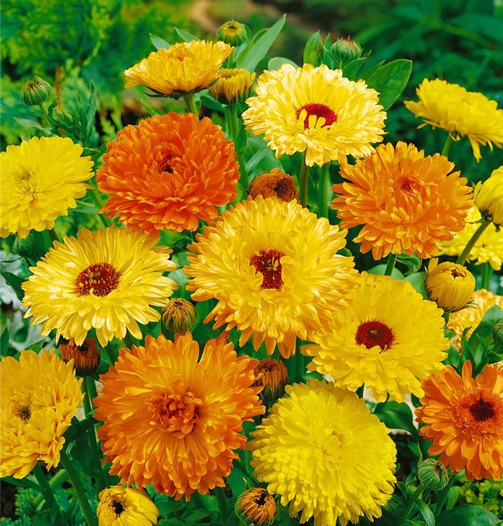 Ringelblume