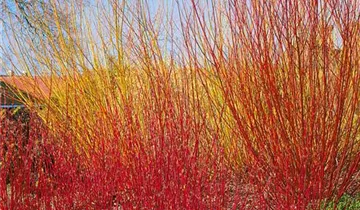 Zum Vergrößern klicken Bildvorschau