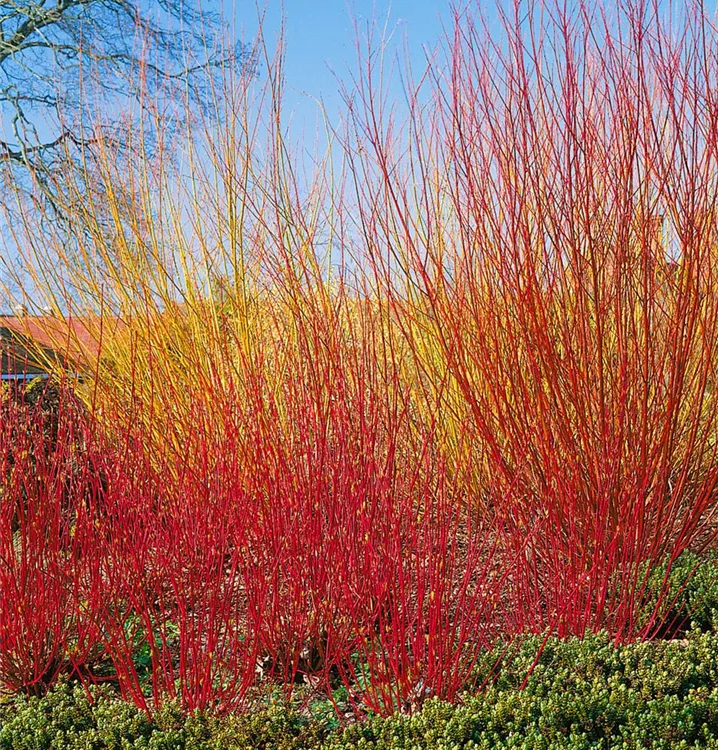 Weißer Hartriegel Weißer Hartriegel