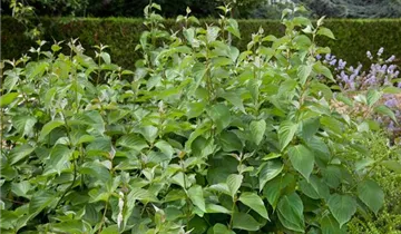 Zum Vergrößern klicken Bildvorschau