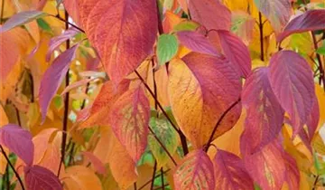 Zum Vergrößern klicken Bildvorschau