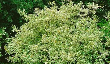 Zum Vergrößern klicken Bildvorschau