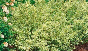 Zum Vergrößern klicken Bildvorschau