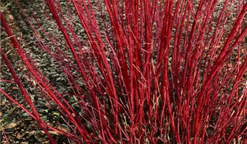 Zum Vergrößern klicken Bildvorschau