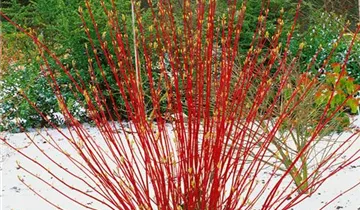 Zum Vergrößern klicken Bildvorschau