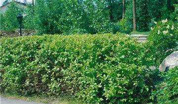 Zum Vergrößern klicken Bildvorschau