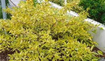 Zum Vergrößern klicken Bildvorschau