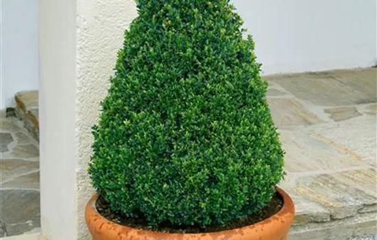 Kleinblättriger Buchsbaum 'Faulkner' Kleinblättriger Buchsbaum 'Faulkner'