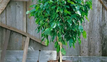 Zum Vergrößern klicken Bildvorschau