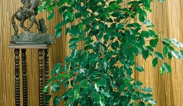 Zum Vergrößern klicken Bildvorschau