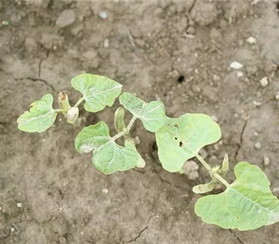 Absterben von Bohnenkeimlingen