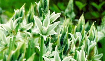 Zum Vergrößern klicken Bildvorschau