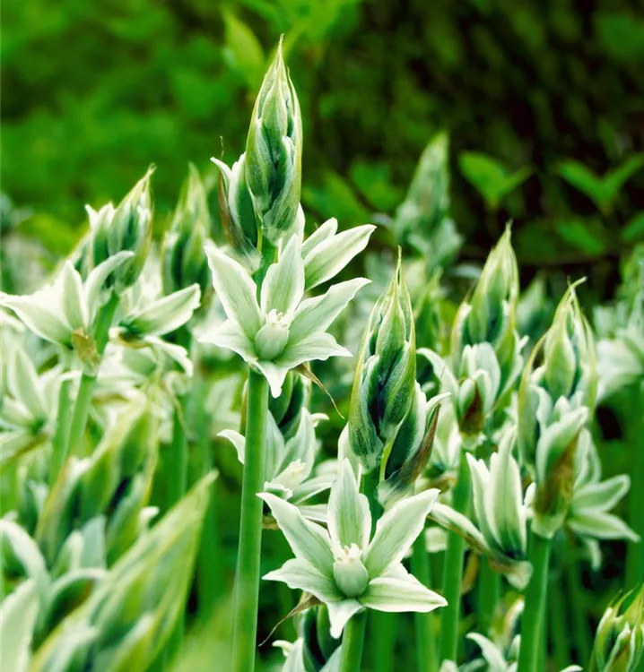 Ornithogalum Ornithogalum