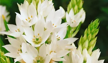 Zum Vergrößern klicken Bildvorschau