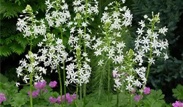 Zum Vergrößern klicken Bildvorschau