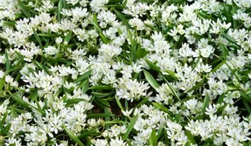 Zum Vergrößern klicken Bildvorschau