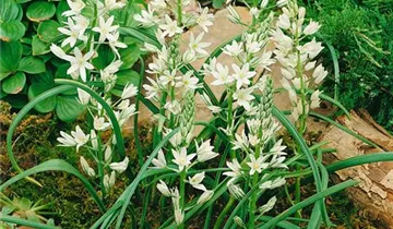 Zum Vergrößern klicken Bildvorschau