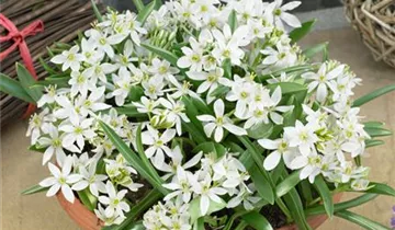 Zum Vergrößern klicken Bildvorschau