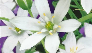 Zum Vergrößern klicken Bildvorschau