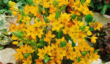 Zum Vergrößern klicken Bildvorschau