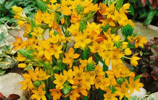 Milchstern Milchstern