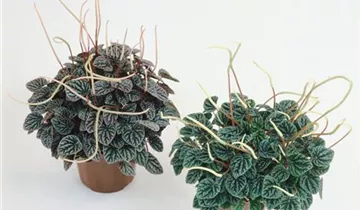 Zum Vergrößern klicken Bildvorschau