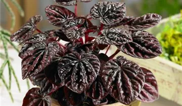 Zum Vergrößern klicken Bildvorschau