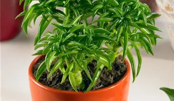 Zum Vergrößern klicken Bildvorschau