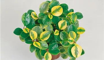 Zum Vergrößern klicken Bildvorschau