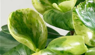 Zum Vergrößern klicken Bildvorschau