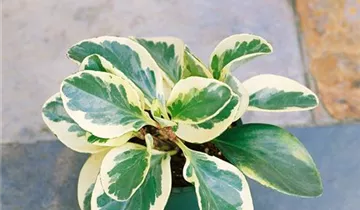 Zum Vergrößern klicken Bildvorschau