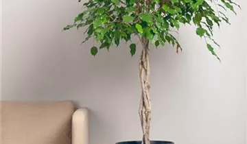 Zum Vergrößern klicken Bildvorschau