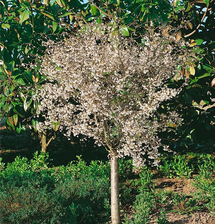 Kurilen-Kirsche 'Brillant', Stamm