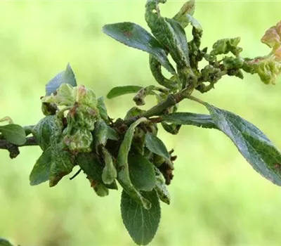 Blattläuse an Pflaumen und Zwetschen