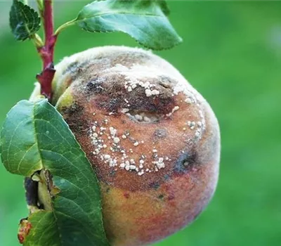 Monilia-Fruchtfäule an Pfirsichen