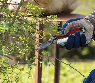 Heckenschere versus Gartenschere – Welche ist die Richtige? Heckenschere versus Gartenschere – Welche ist die Richtige?